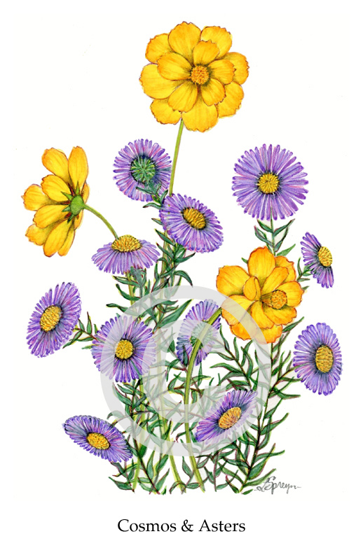 Cosmos&AstersForWeb.jpg