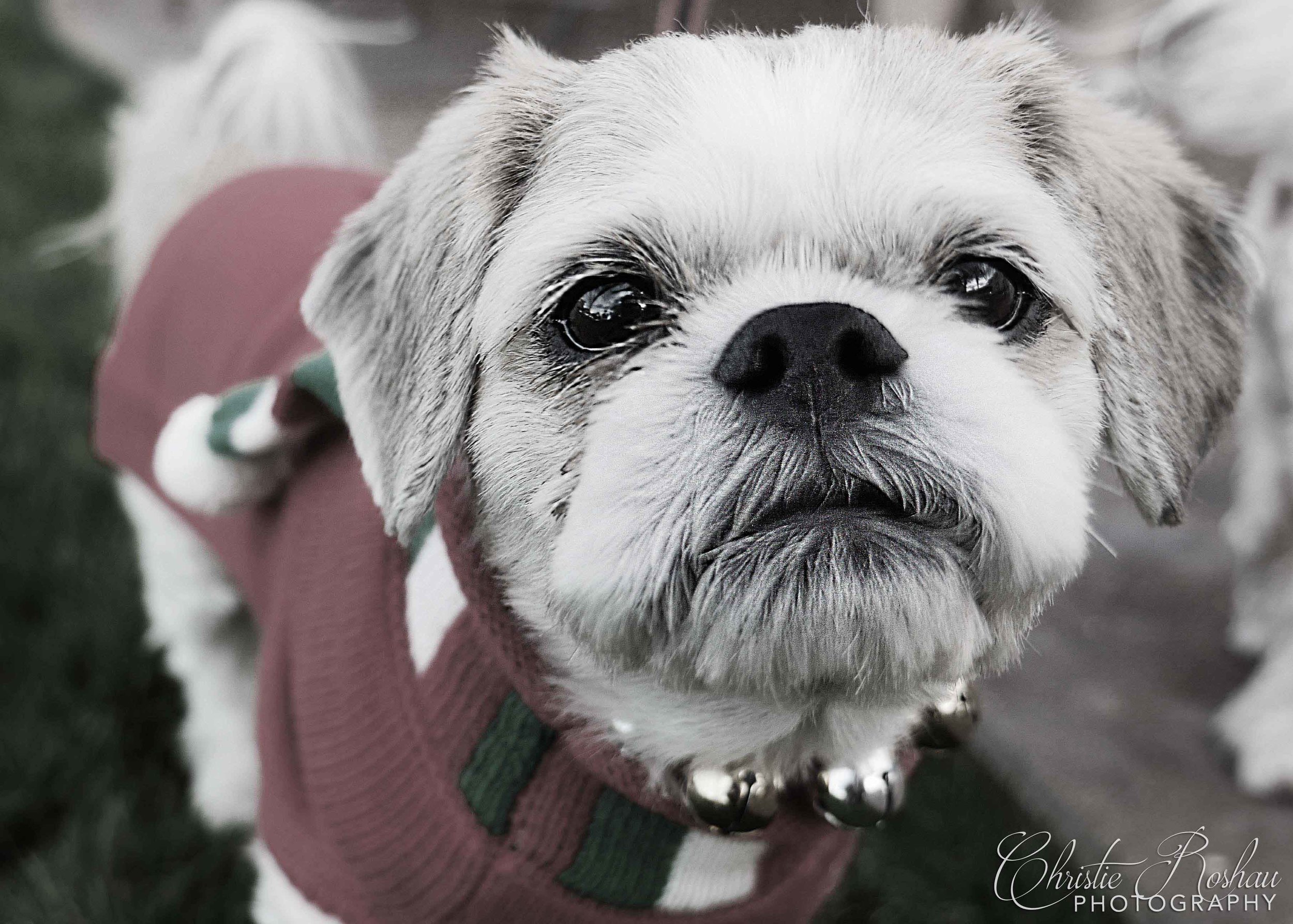 Rosie with dogs 7 - Christie Roshau Photography.jpg