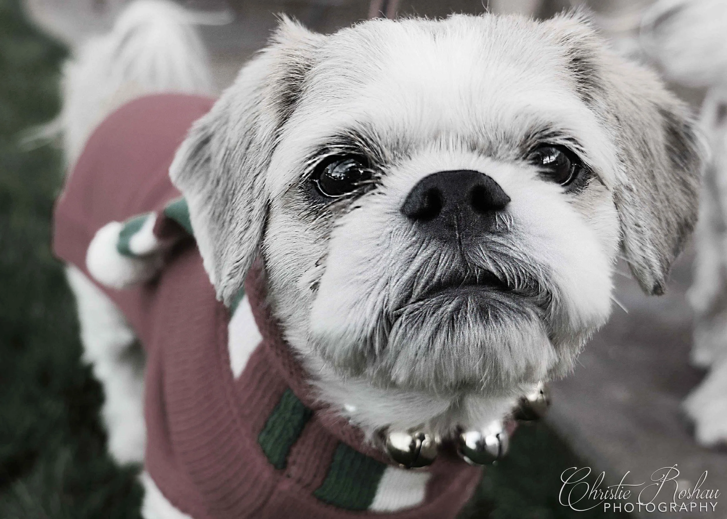 Rosie+with+dogs+7+-+Christie+Roshau+Photography.jpg