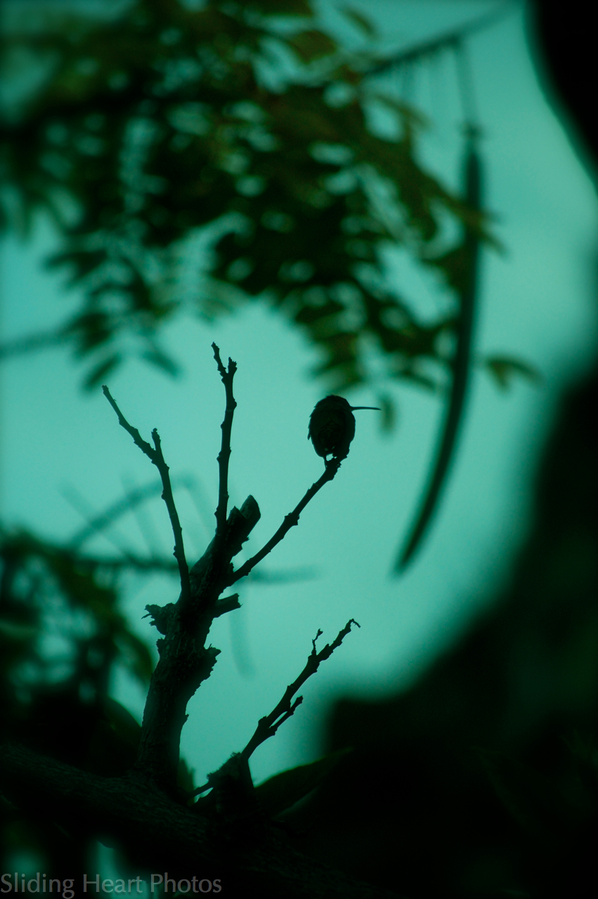 Being a Twig