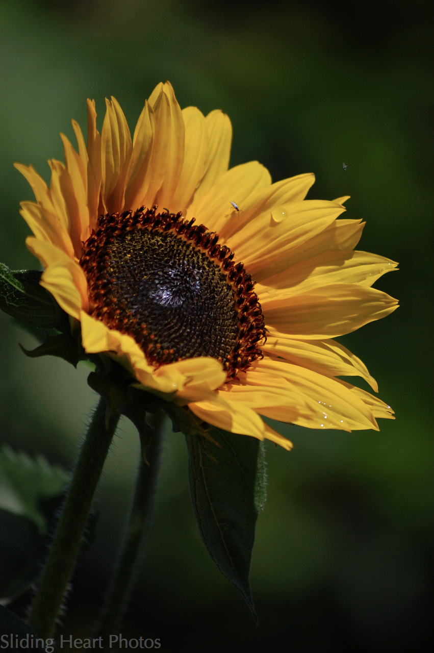 Inflorescence