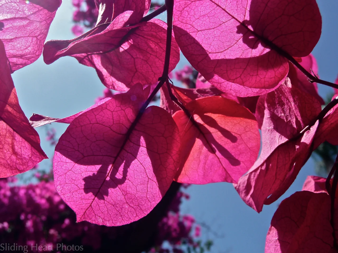 Veins of Light