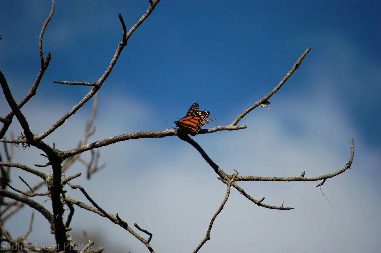 Out on a Limb