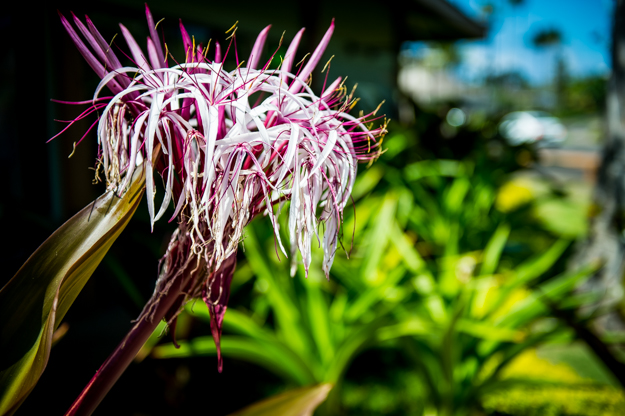 FloralKauaiMemories2012-1.jpg