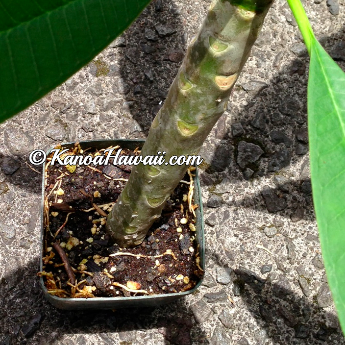 Hawaiian Plumeria Plants For Sale From the Source — Kanoa Hawaii