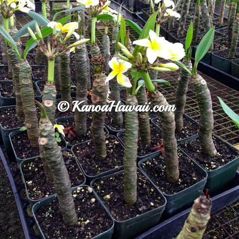 Plumeria plant growing1.jpg