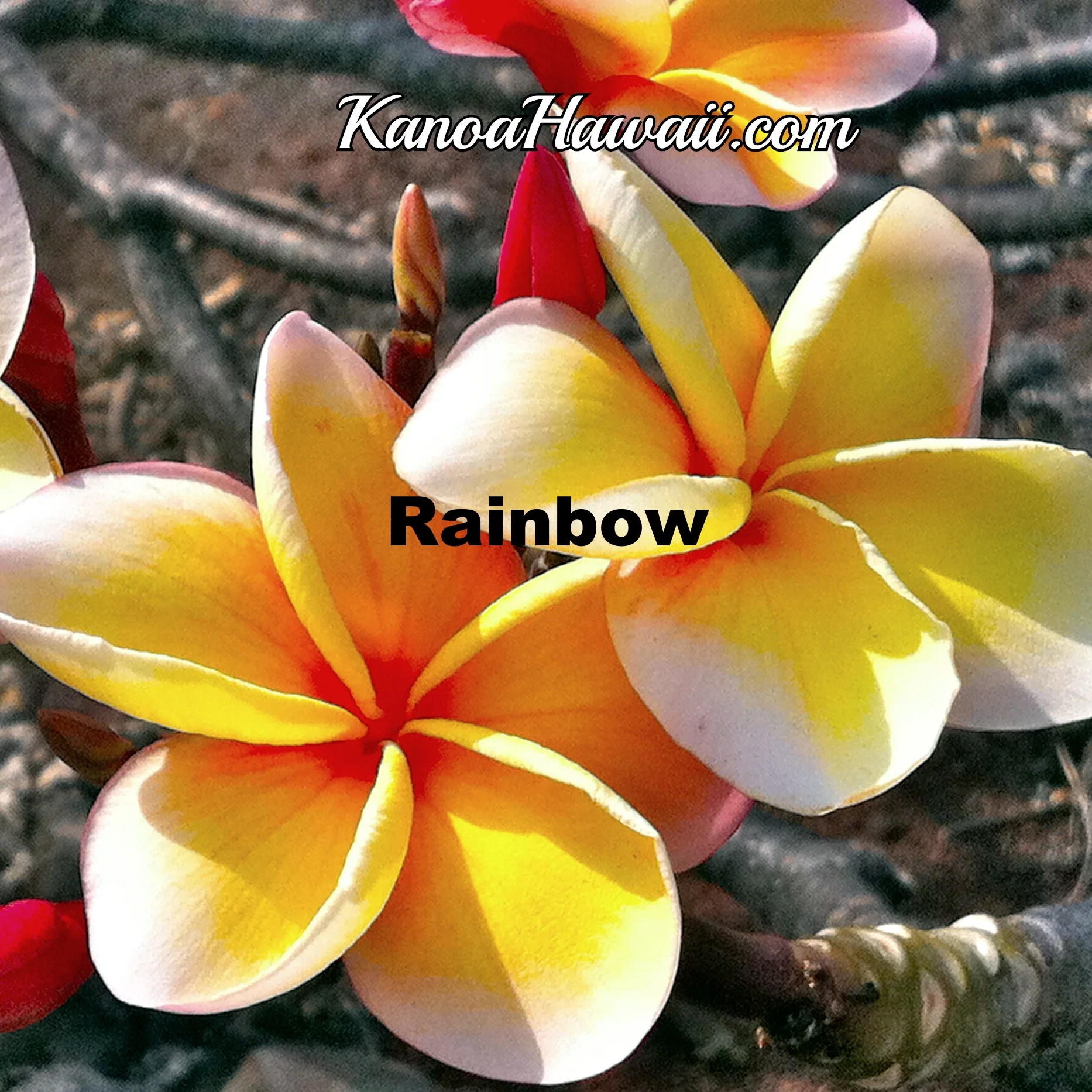 Hawaiian Plumeria Plants For Sale From the Source — Kanoa Hawaii