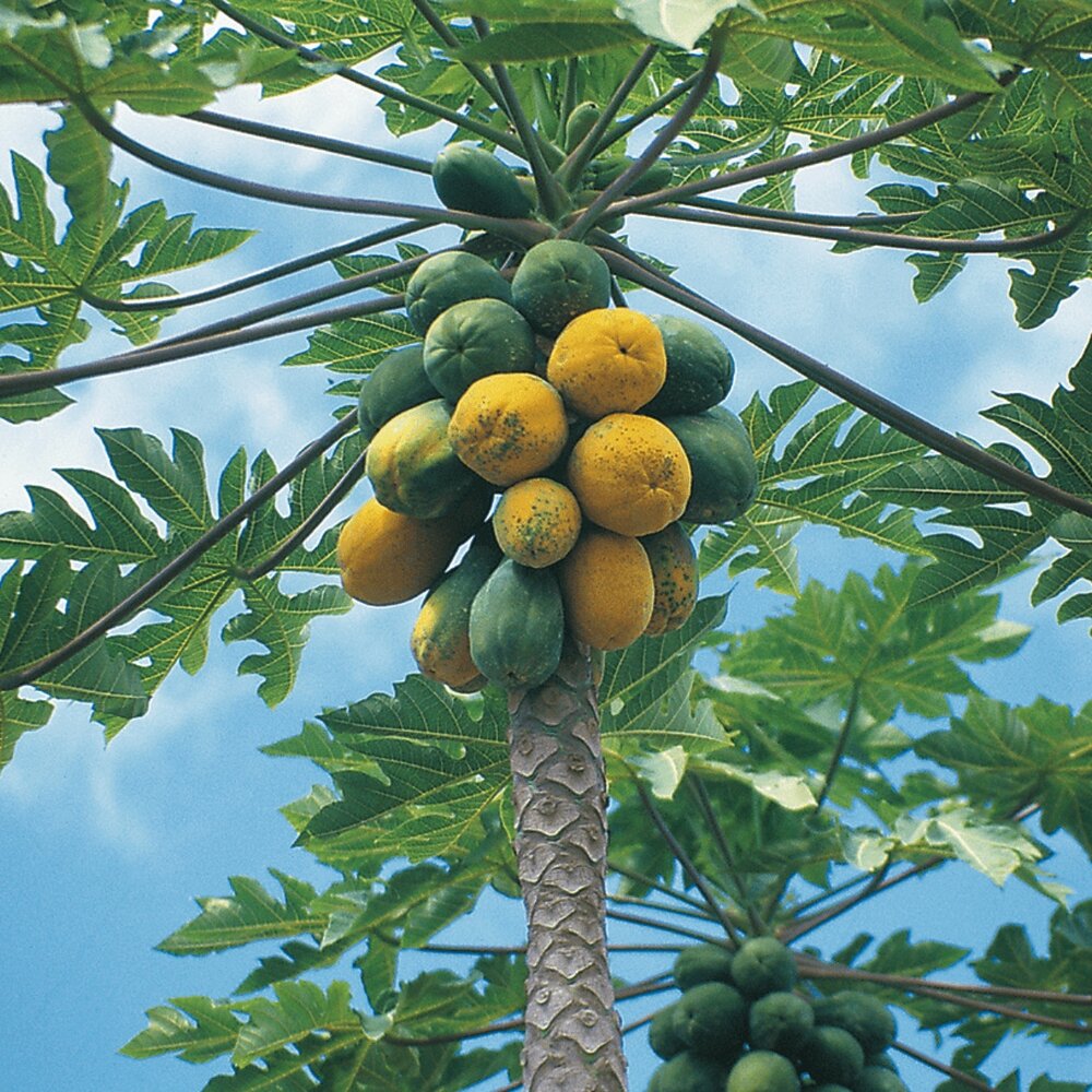 ¿Cuándo dan frutos los árboles de papaya?