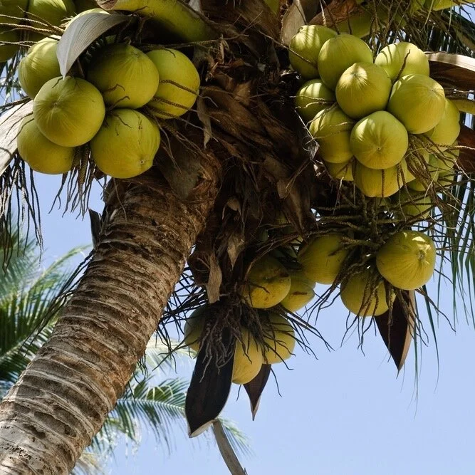 Sprouted Coconut Palm Tree For Sale Hawaii in Your Home — Best