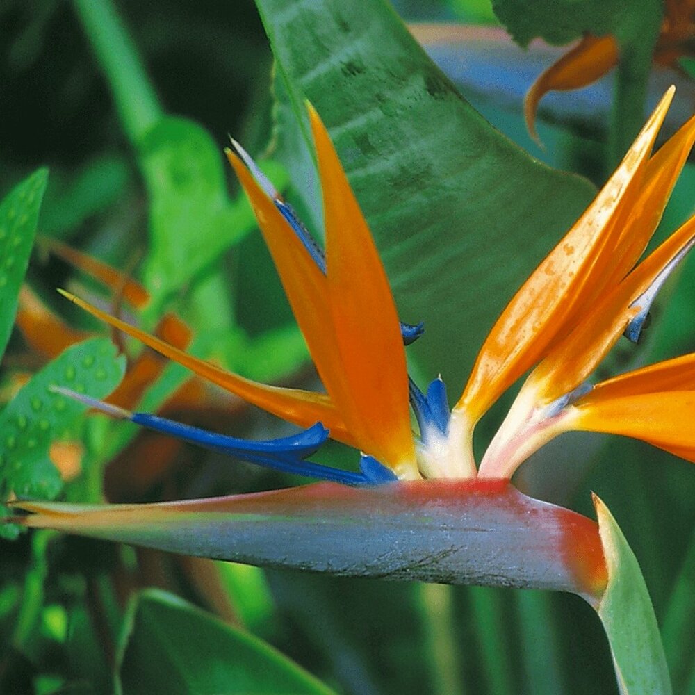 hawaiian bird of paradise plant for sale from the source! — best hawaiian  plants from kanoa hawaii