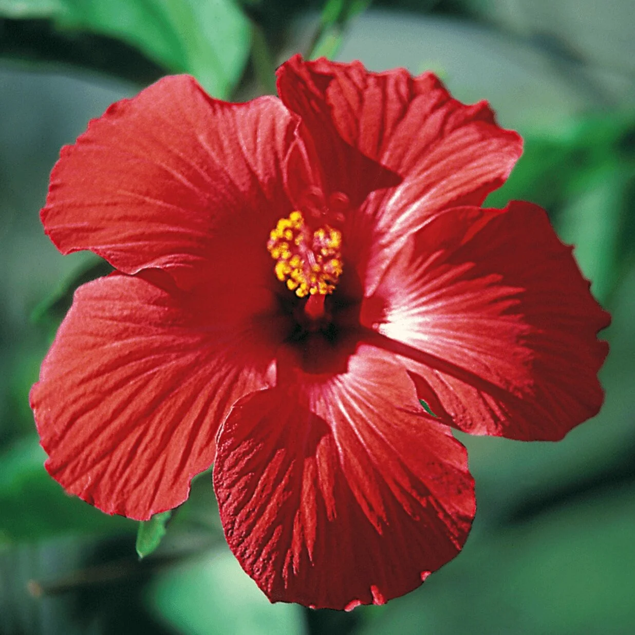 3Pack, Hibiscus Cuttings from Hawaii — Best Hawaiian Plants from Kanoa