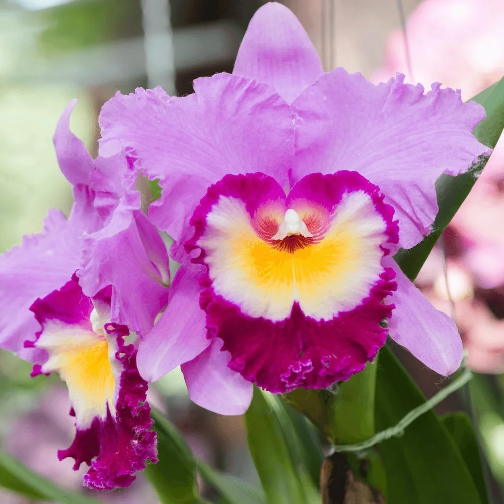 cattleya-orchid-flower