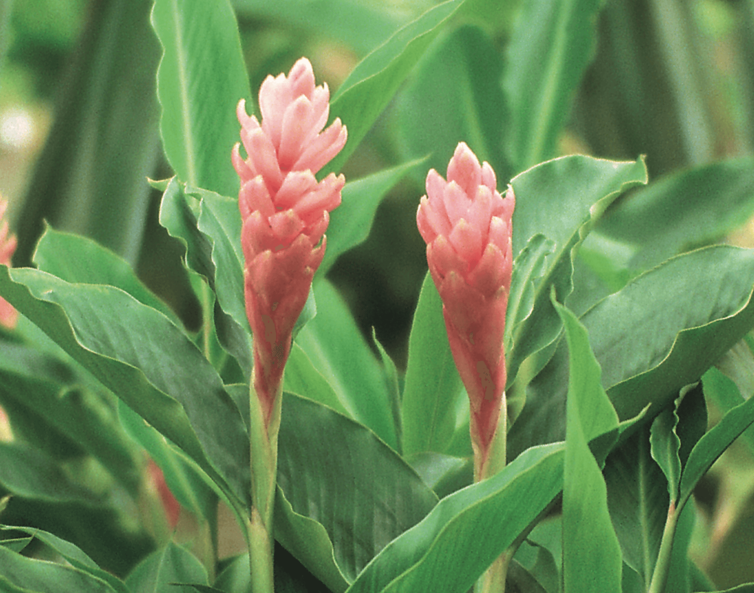 Pink ginger plant care