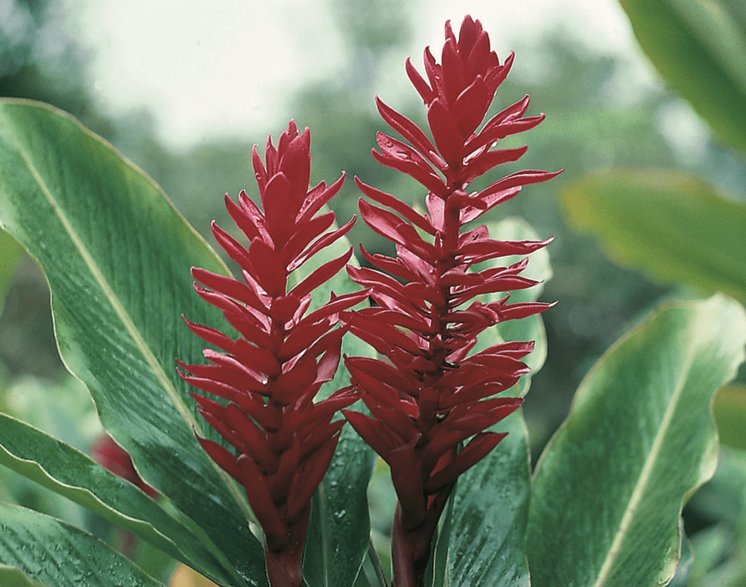 Pink Red Hawaiian Ginger Plant Alpinia Purpurata For Sale Best Hawaiian Plants From Kanoa Hawaii