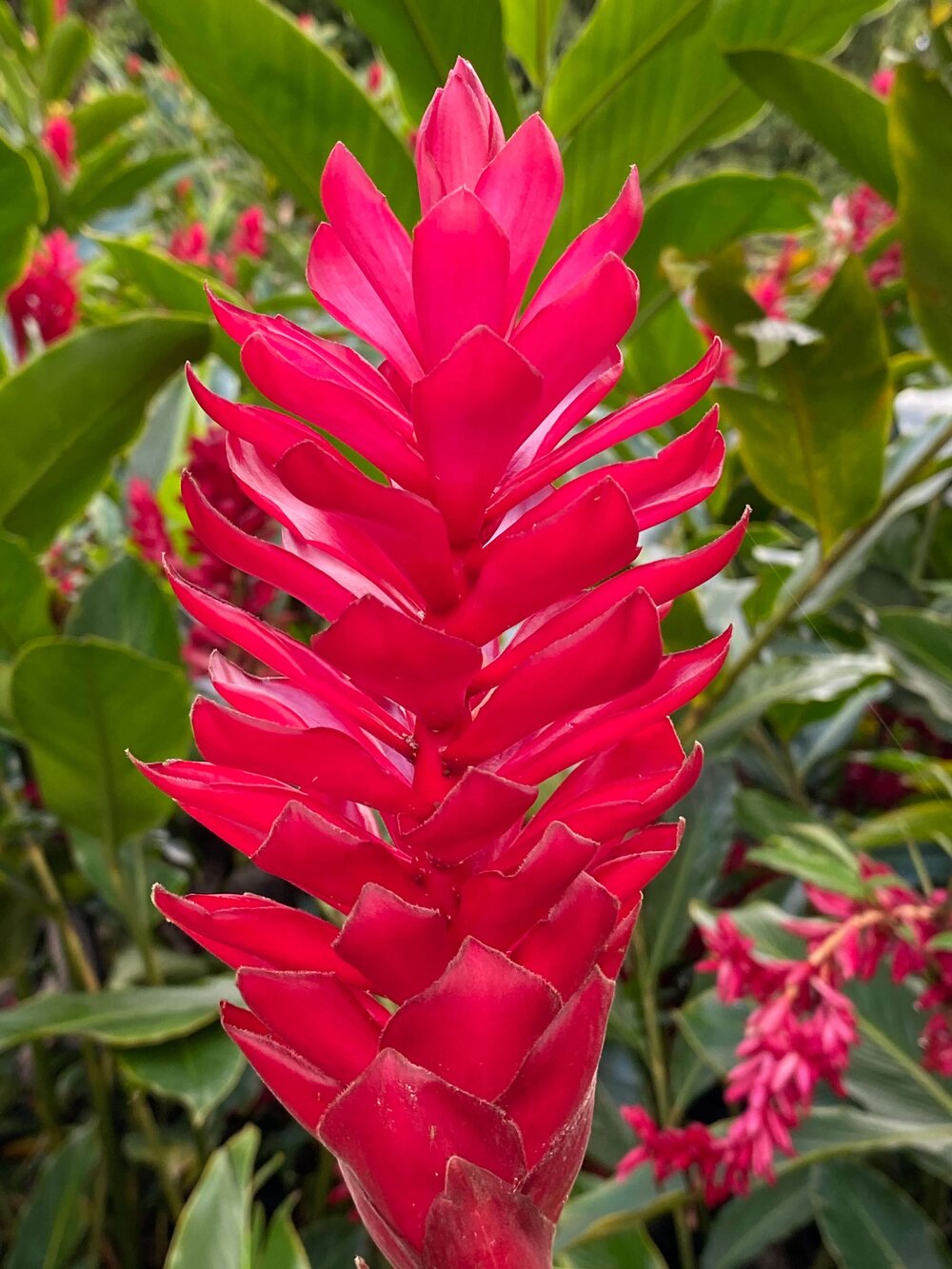 ignorere vest Løft dig op Pink & Red Hawaiian Ginger Plant (Alpinia Purpurata) For Sale — Best  Hawaiian Plants from Kanoa Hawaii