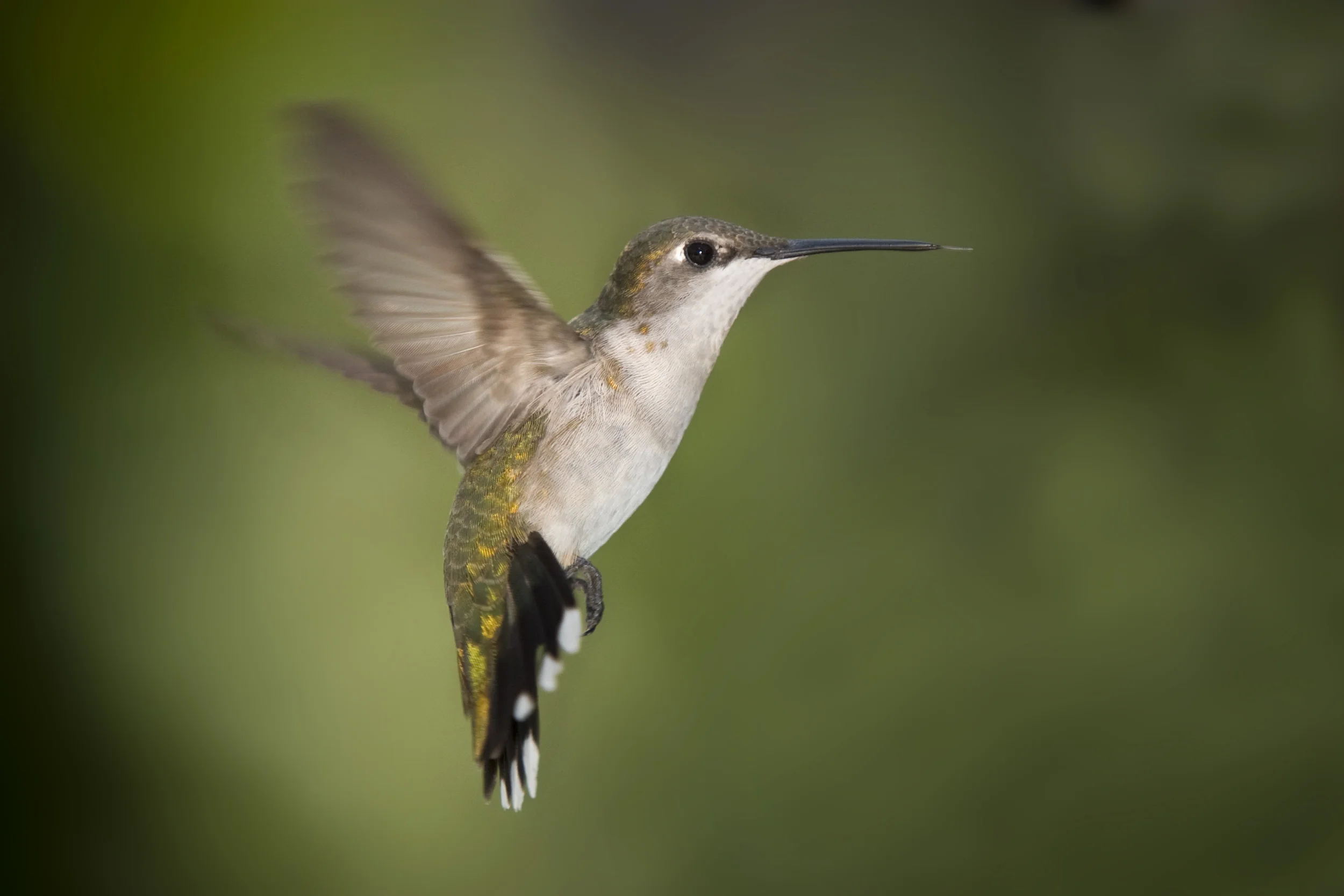 hummingbird.jpg