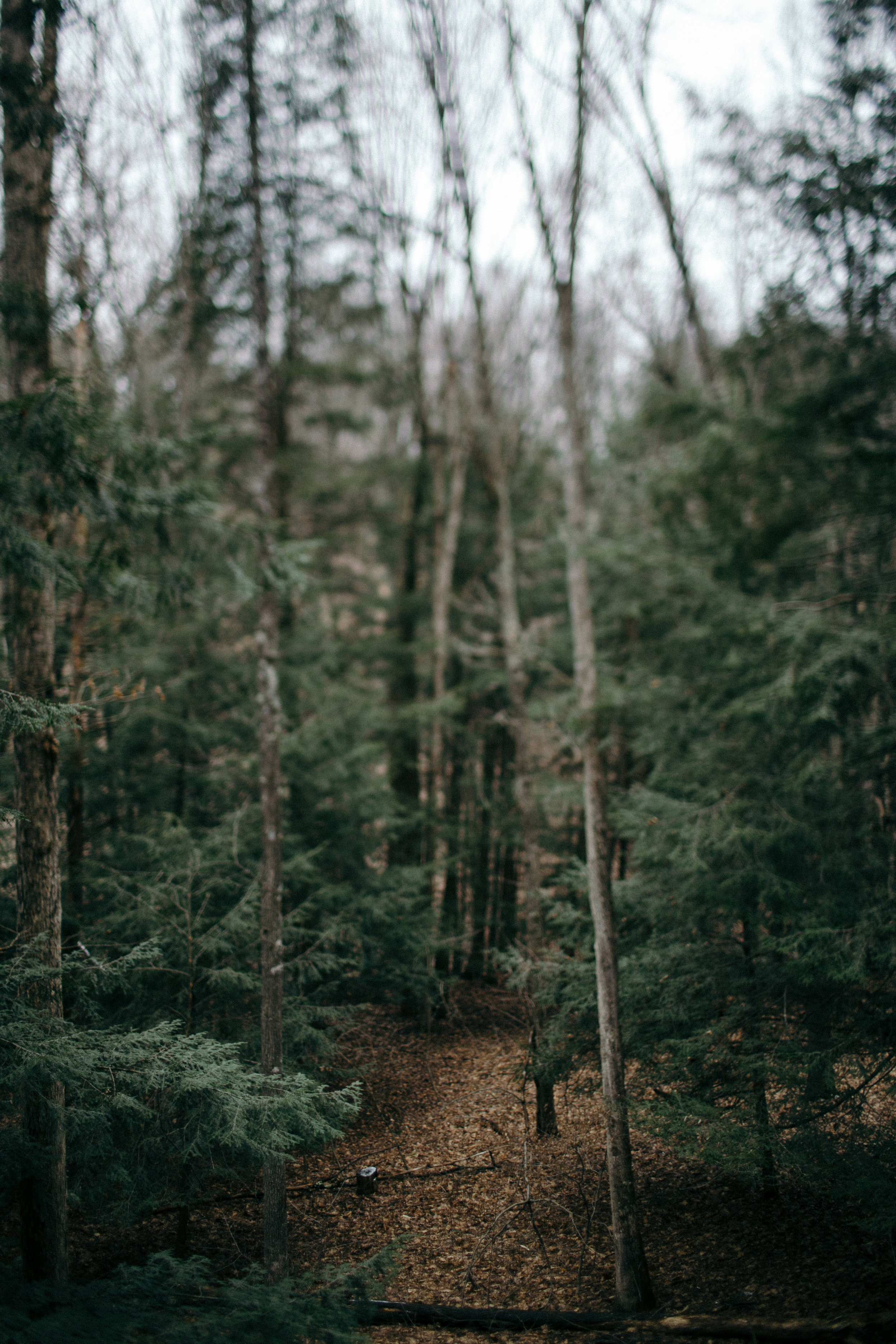 jake and krysti engagement session with friends in hocking hills, ohio by sarah rose