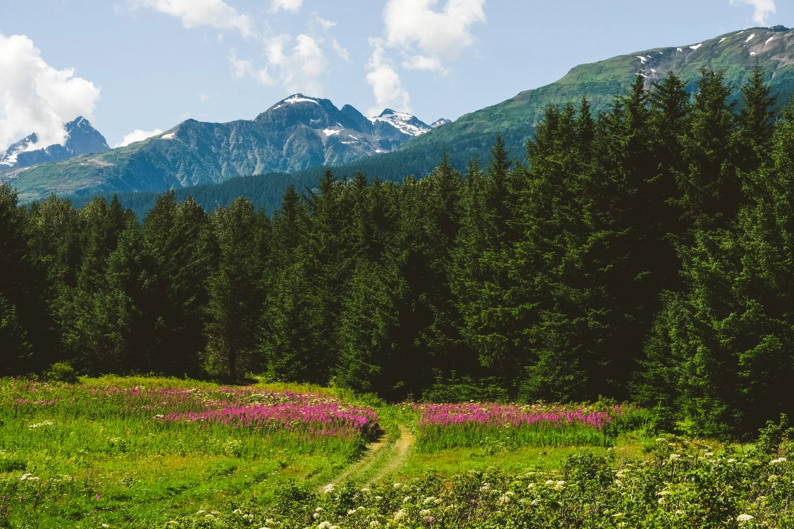 meadow photographed during alaska cruise trip