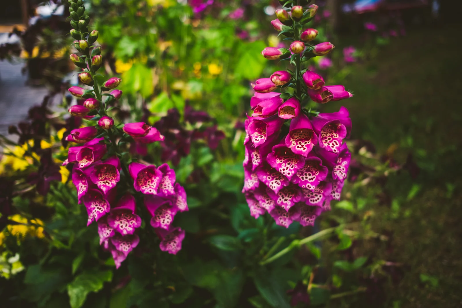 close up of flowers taken by toledo area wedding photographer