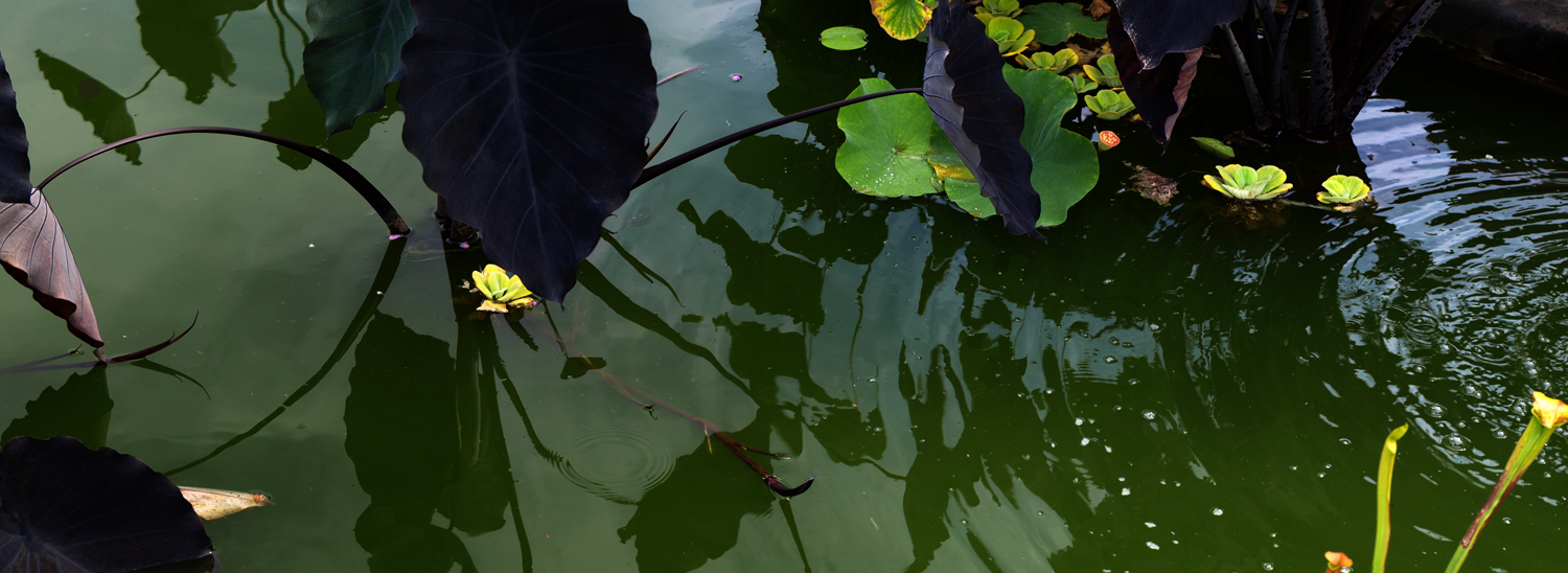 Brooklyn Botanical Garden - Green Lotus Pond