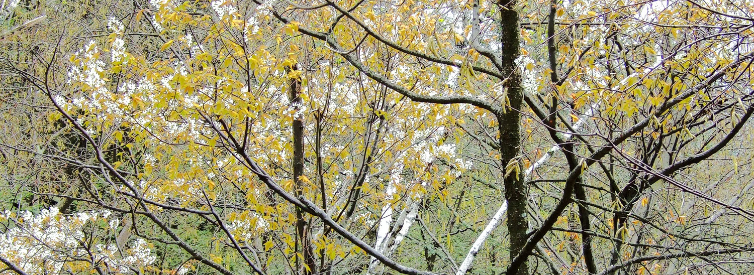 Mohonk - Dogwood: Spring