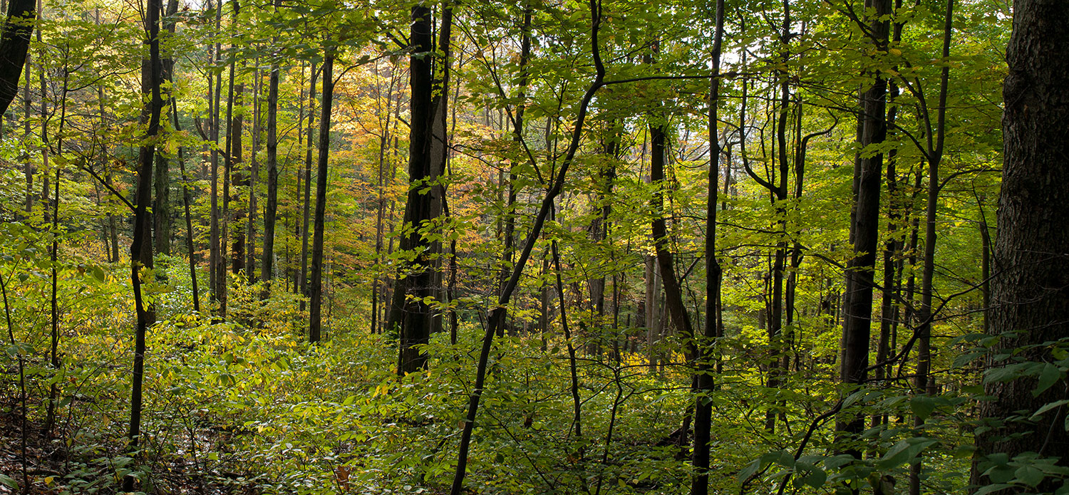 Mohonk - Gold Woods: Spring