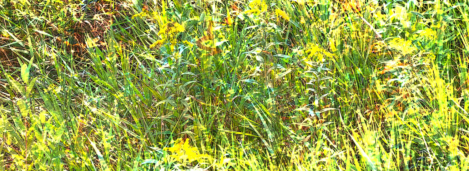 Madison - Meadow Grass