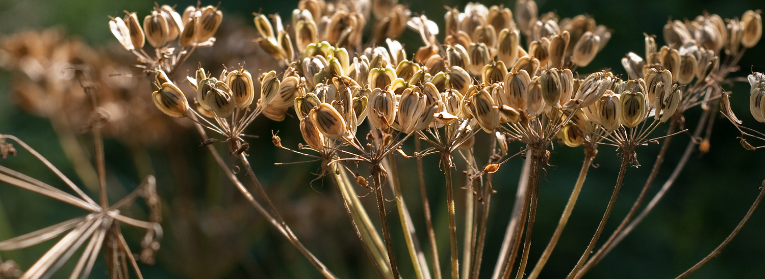 Brooklyn Botanical Garden - Seed Pods