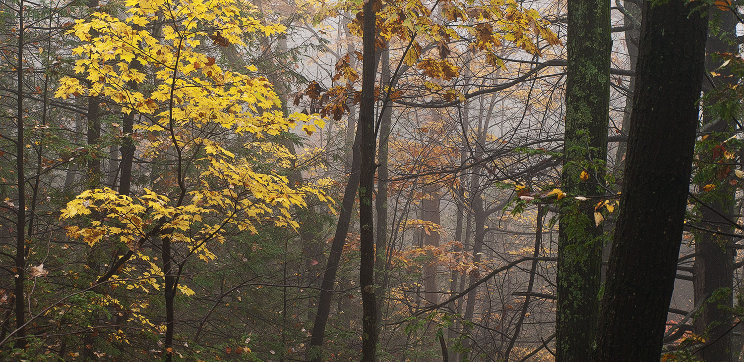 Mohonk - Yellow Mist