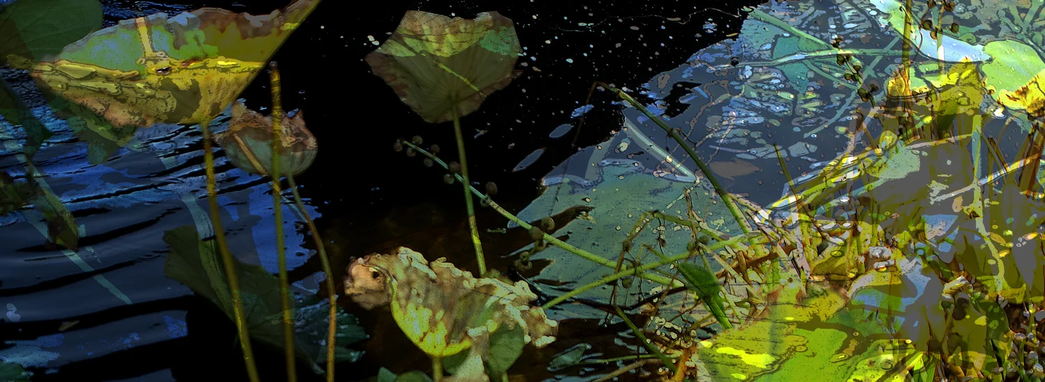 Brooklyn Botanical Garden - Blue Lotus Pond 2