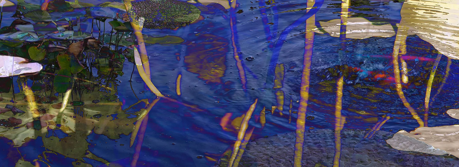 Brooklyn Botanical Garden - Blue Lotus Pond 2