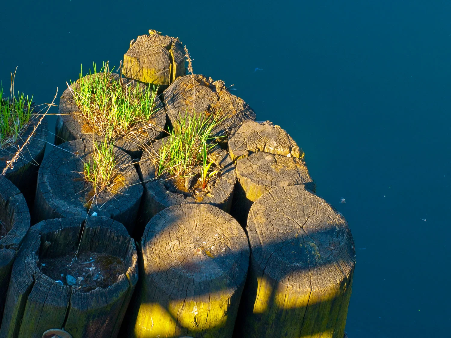Pilings - Gowanus Brooklyn