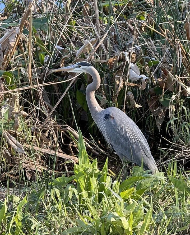 We decided to take our daily walk in a different park in St. Petersburg. Boy, was it different! It was for the birds! A treat for New Englanders.⁠
⁠
1. Great Blue Heron⁠
2. The Muscovy Duck that followed me. Turned out that some people do feed the wi