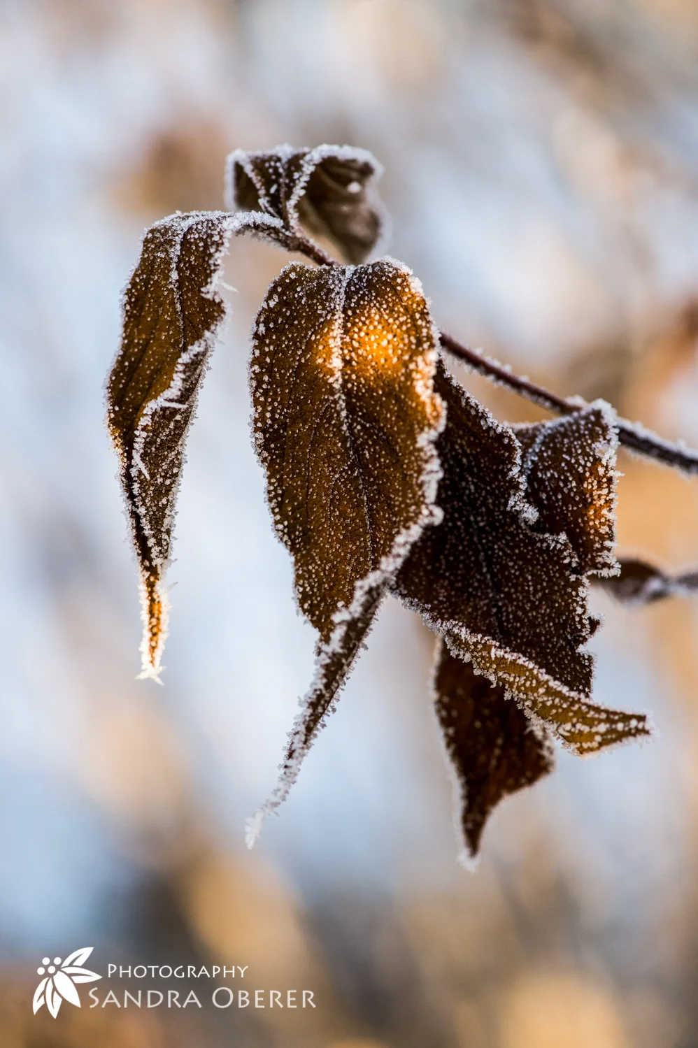 DSC_4756.jpg