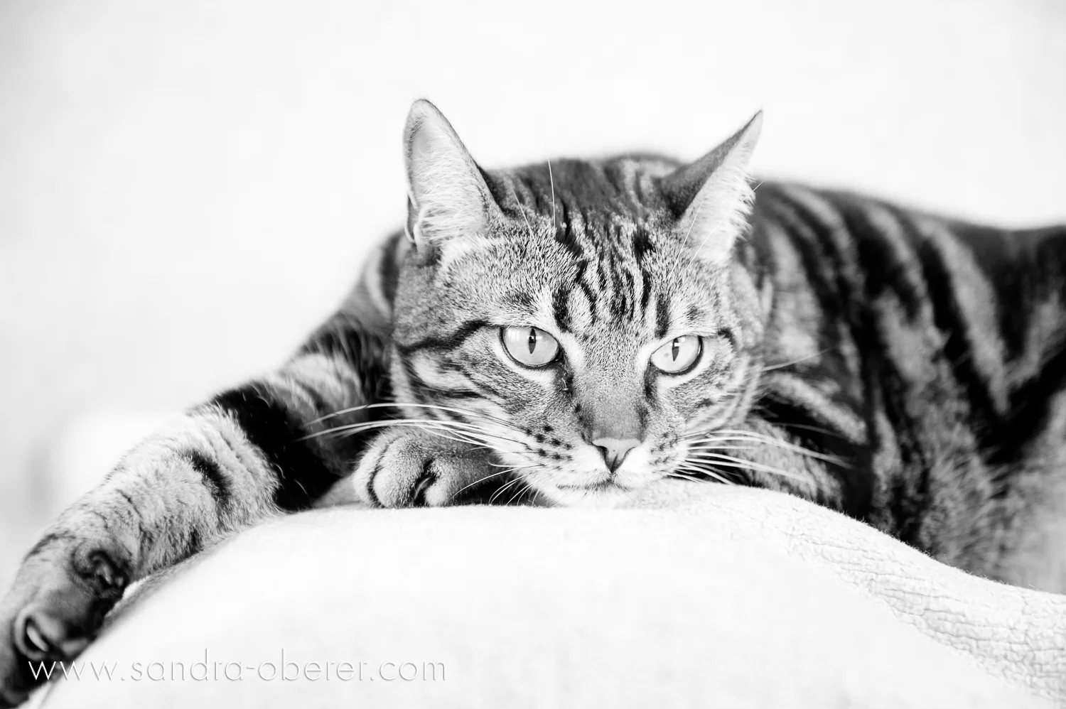 ... bequeme Pose ...