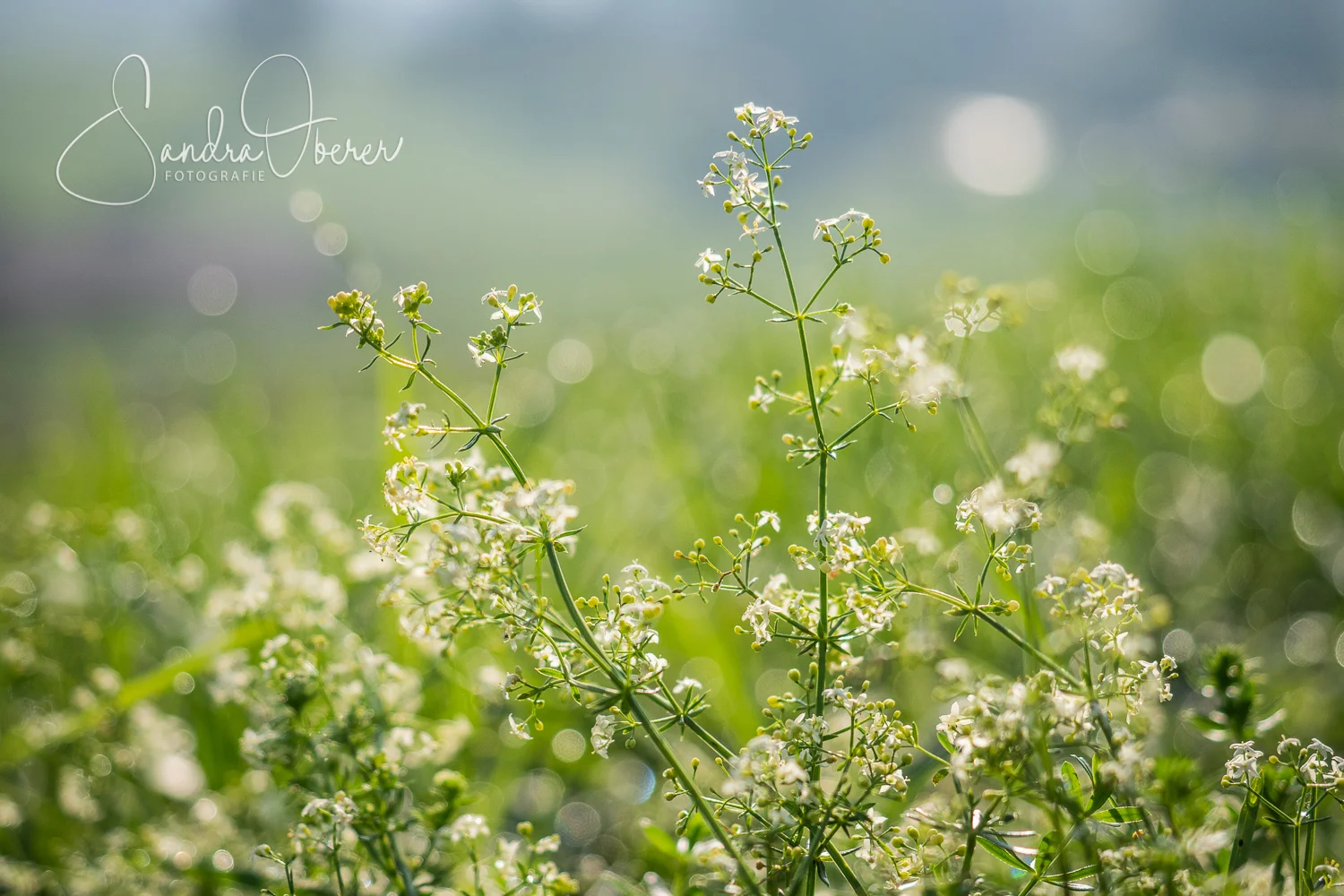 P9136640-2.jpg