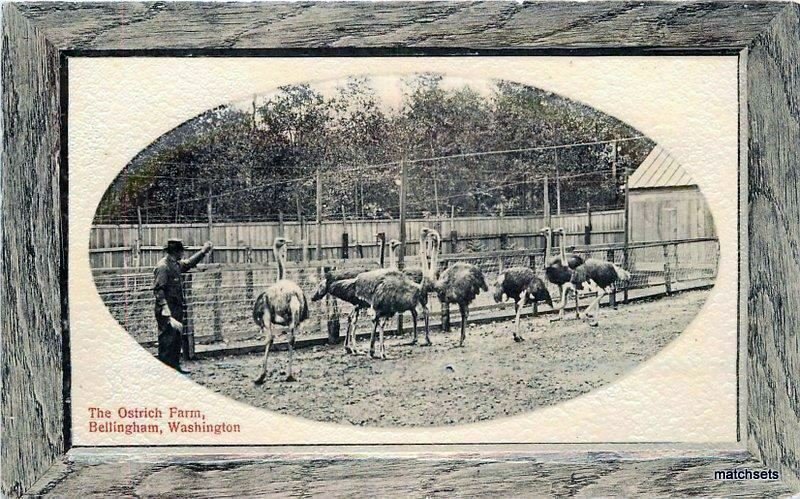 Ostrich Farm postcard.jpg