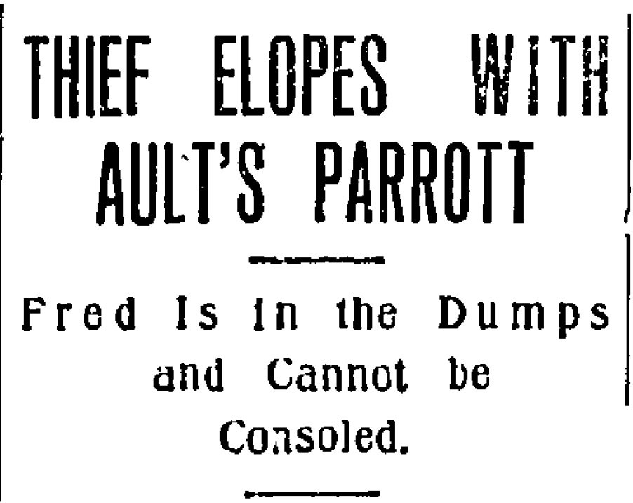 Thief Elopes With Ault's Parrott (sic)