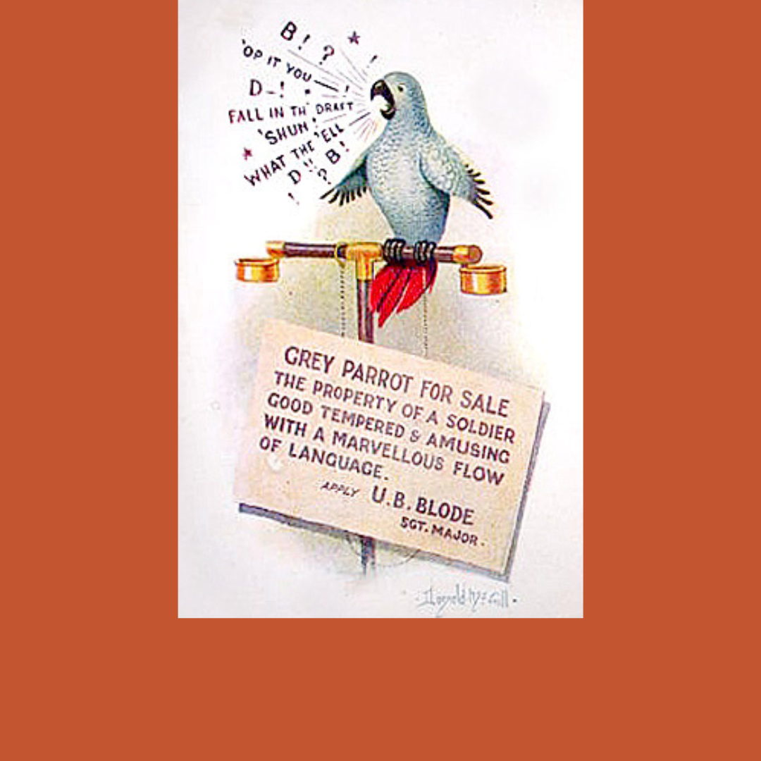  Gray parrot for sale.  The property of a soldier.  Good tempered and amusing with a marvelous flow of language.   