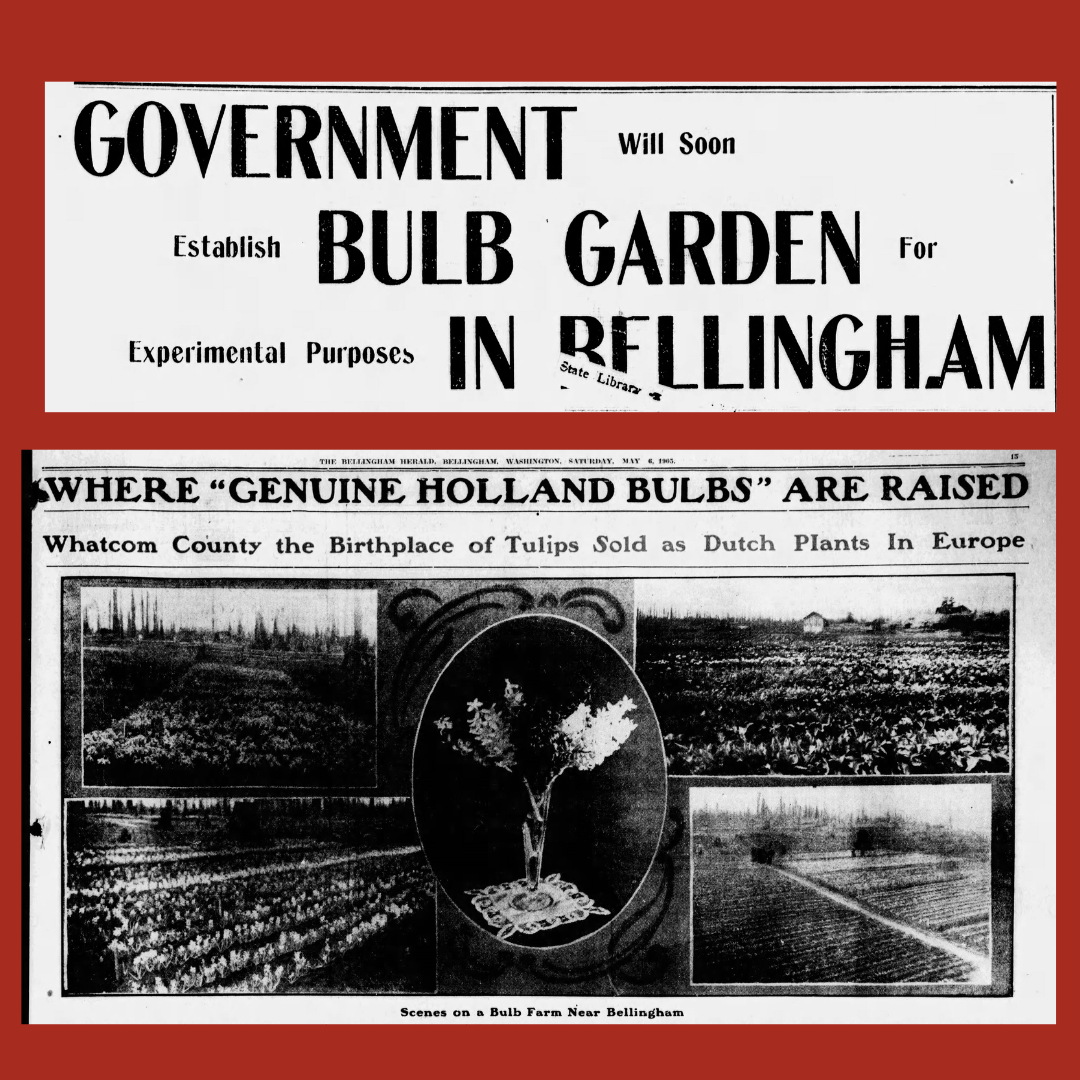 Ruby Spring Bellinghan The Podcast: Spring Festivals in Bellingham — BELLINGHISTORY with the ...