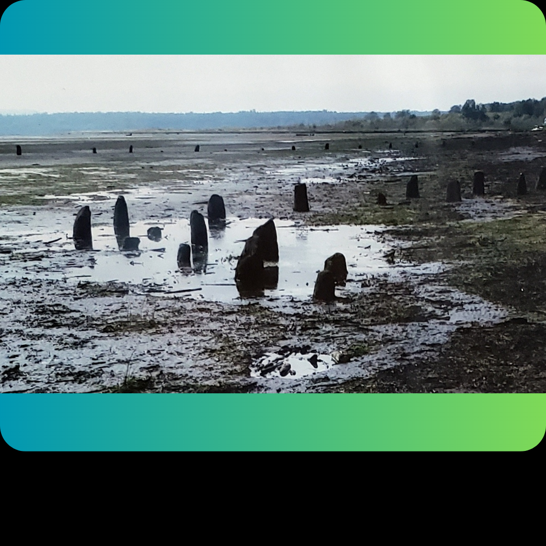 Old pilings at the site of Fort Bellingham Bathing Beach