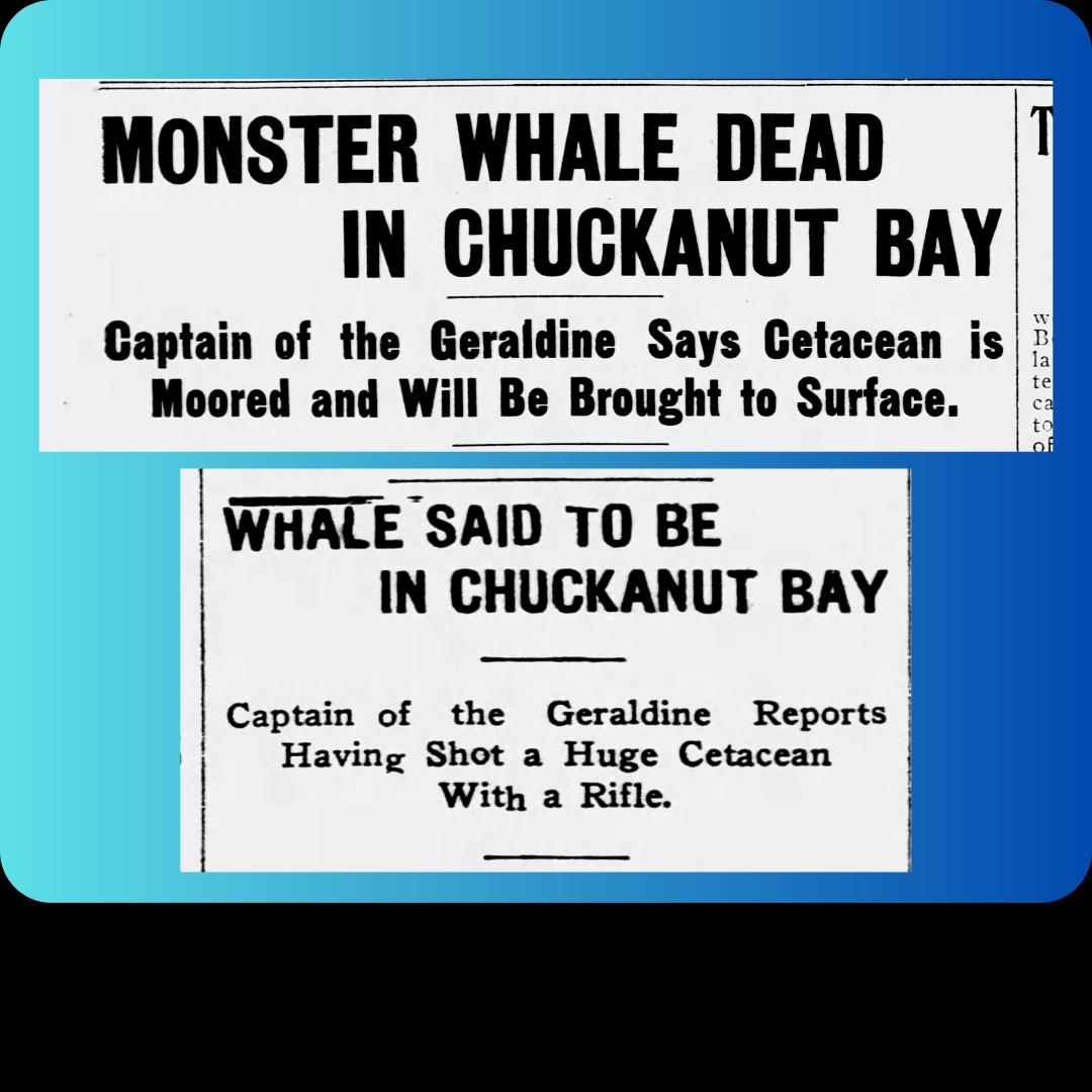 Headlines about the "Monster Whale" in Chuckanut Bay