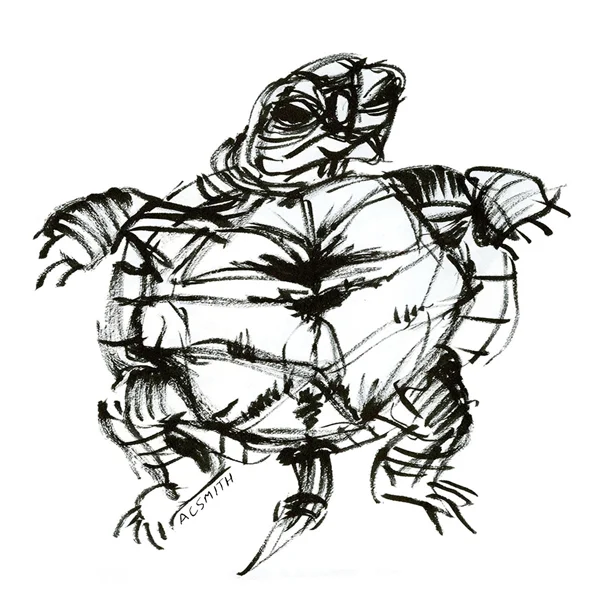 _1asmith+mini+sketches+turtle.jpg