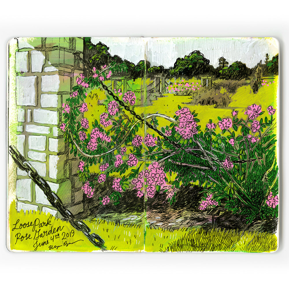 Limited Edition Sketchbook Print Loose Park Rose Garden