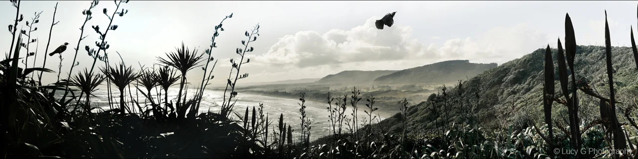 'Flight of the Tui'