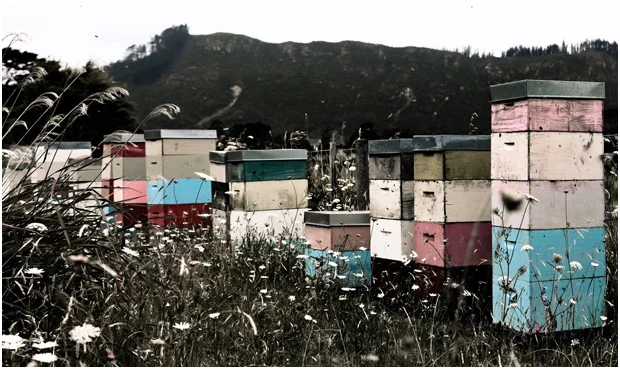 bee hives photo lucy g.jpg