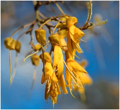 kowhai flower.jpg