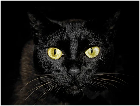 burmese cat tiger.jpg