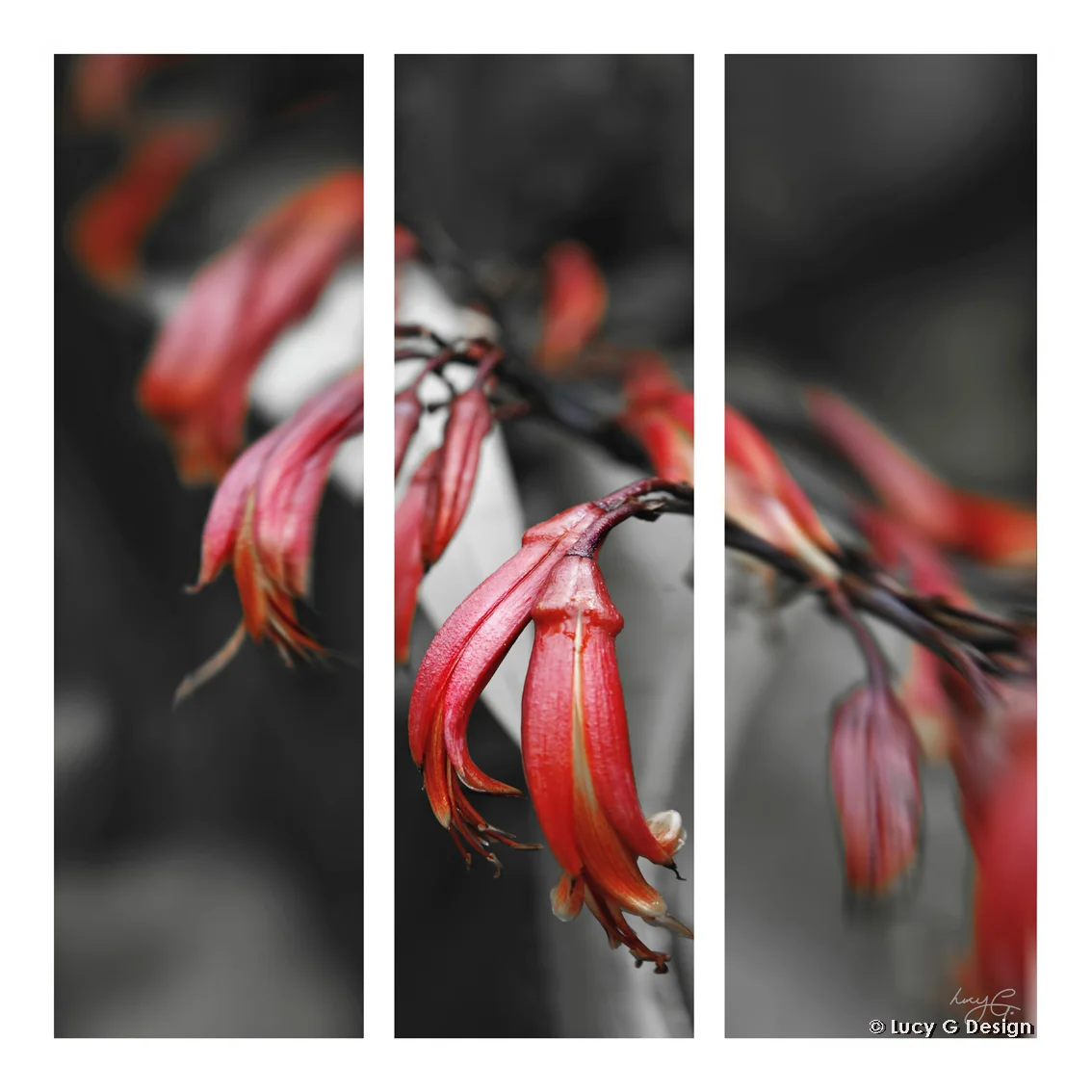 'Flax flowers' triptych 51x51cm glass wall art