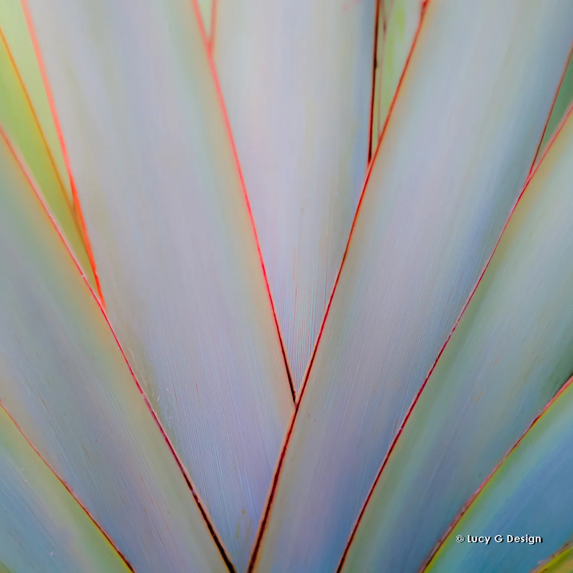 'Closeup flax' glass wall art 51x51cm